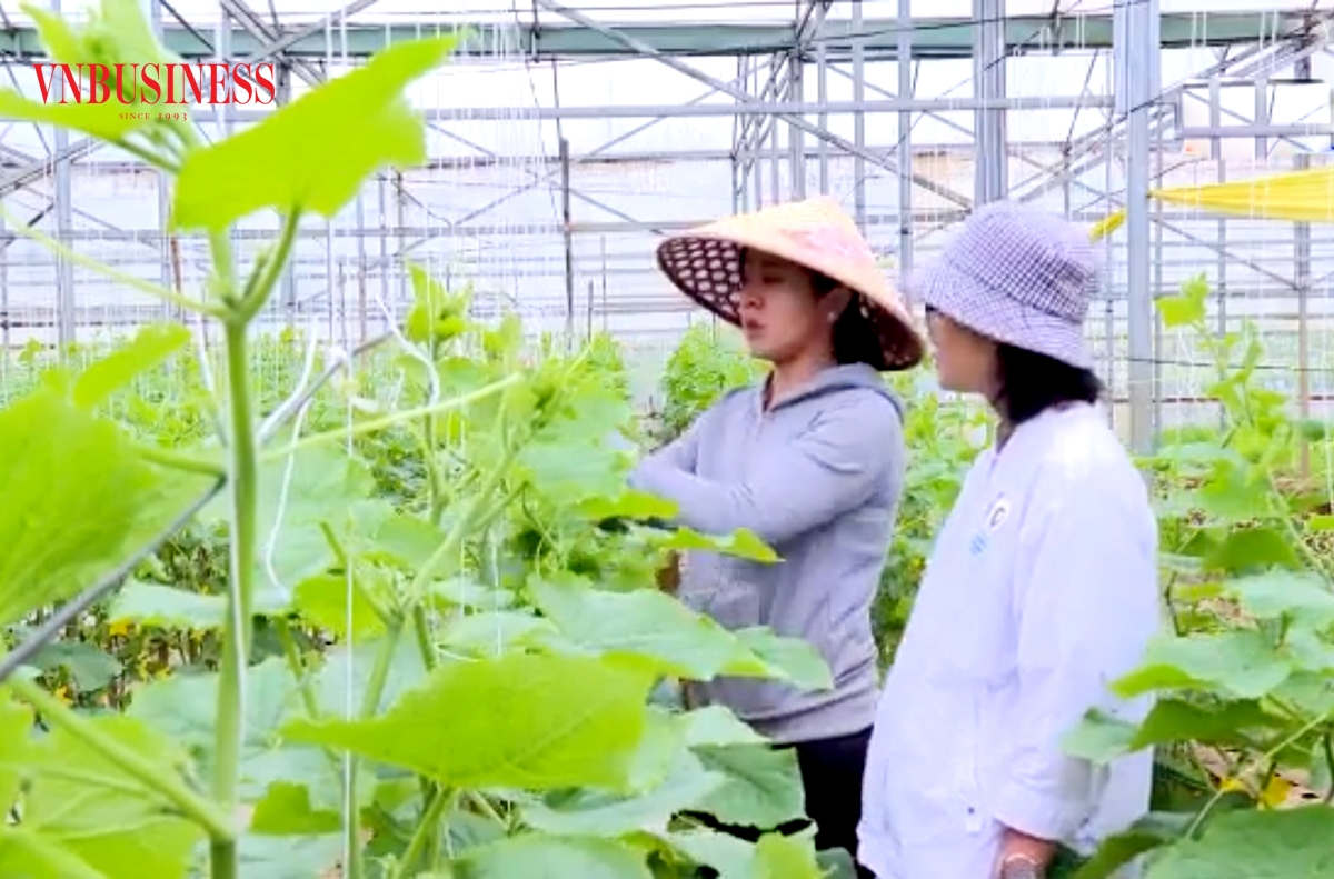 Quá trình xóa đói giảm nghèo, phát triển kinh tế ở Kon Tum đang có dấu ấn đậm nét của các HTX.