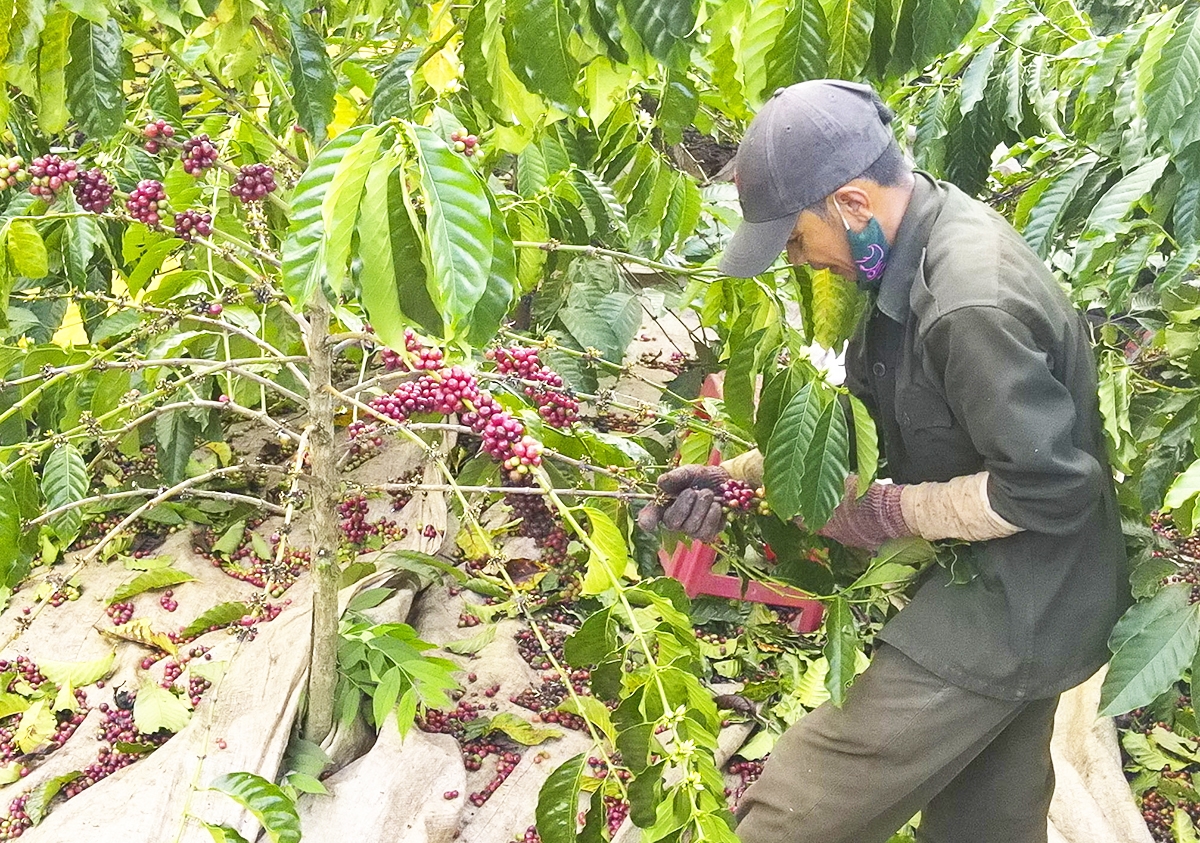 Kon Tum dự kiến tiếp tục đẩy mạnh nhân rộng các cây trồng thế mạnh theo hướng bền vững.