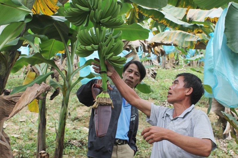 Liên kết trồng chuối phục vụ xuất khẩu là một trong những hướng làm kinh tế hiệu quả ở Bắc Mê.