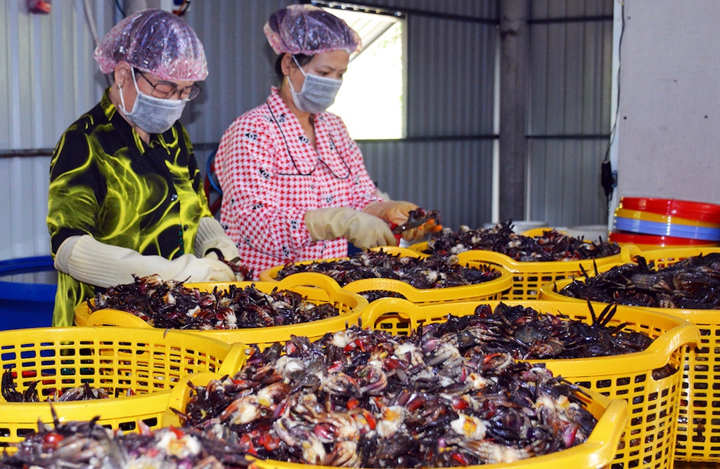 HTX Ba khía Đầm Dơi giúp tạo công ăn việc làm cho người nghèo ở xã Quách Phẩm Bắc.