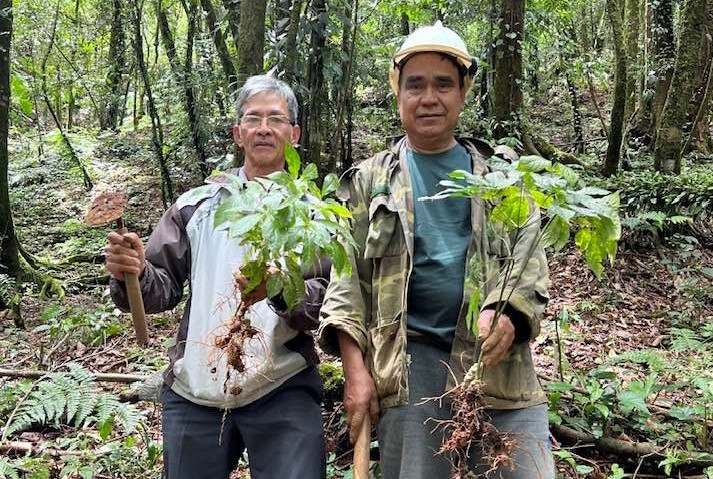 Nhờ trồng sâm Ngọc Linh, nhiều gia đình huyện Nam Trà My đã thoát nghèo, thậm chí vươn lên làm giàu.