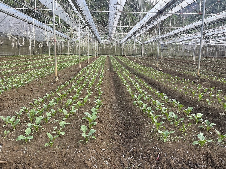 Rau là một trong mặt hàng công ty Hoàng Minh có trang trại nuôi trồng.