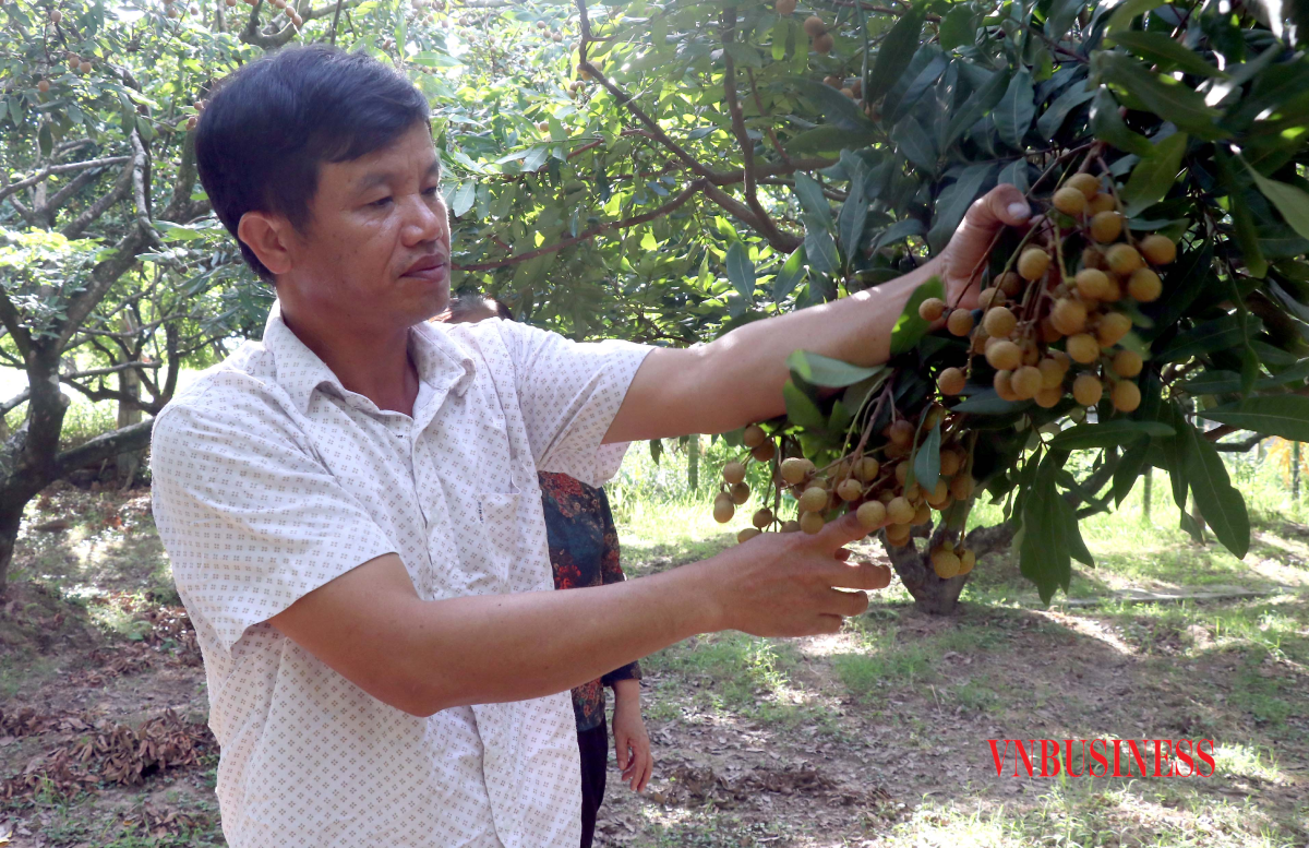 Việc cải tiến kỹ thuật trồng nhãn theo hướng hữu cơ không chỉ mang lại lợi ích cho người sản xuất, sự an toàn cho người tiêu dùng mà chất lượng quả nhãn còn được nâng tầm, thơm ngon hơn.