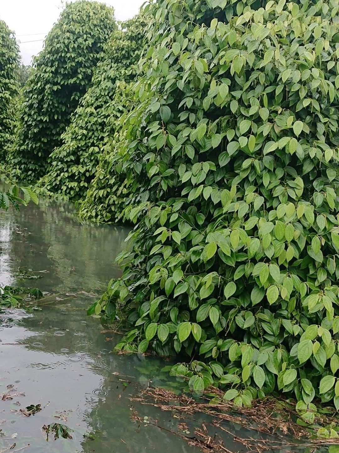 Mưa lớn làm ảnh hưởng đến các vùng trồng hồ tiêu.