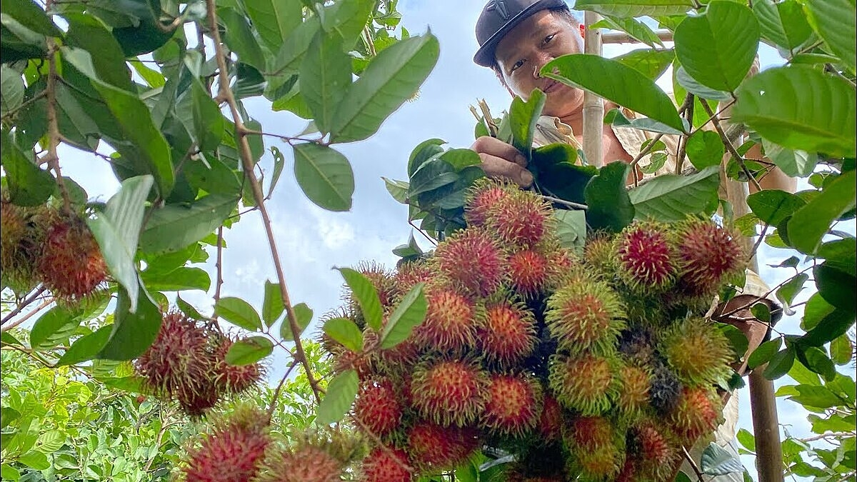 Chôm chôm Long Khánh là một trong những nông sản được bảo hộ chỉ dẫn địa lý, từ đó khẳng định được chất lượng, giá trị của sản phẩm trên thị trường.