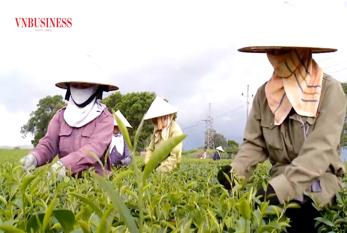Cây chè đang cho giá trị cao, xóa đói giảm nghèo, làm giàu cho nông dân Hải Hà.