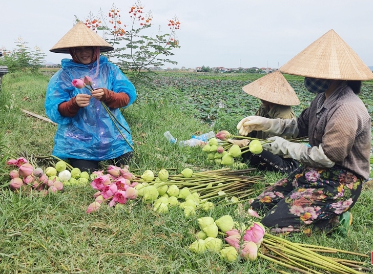 Trồng sen từ cánh đồng chiêm trũng mang lại lợi nhuận hàng trăm triệu đồng cho các thành viên HTX Nông nghiệp Sen Hào Thành.