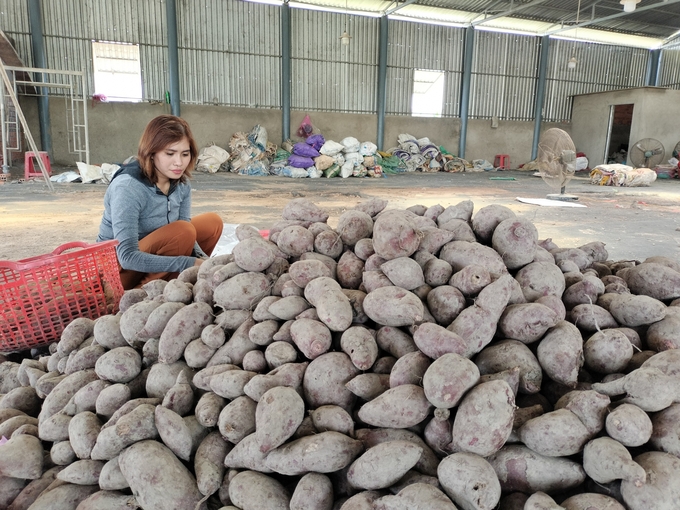 Khoai lang tím ở Vĩnh Long đang được nhiều doanh nghiệp quan tâm đầu tư thông qua liên kết với HTX.