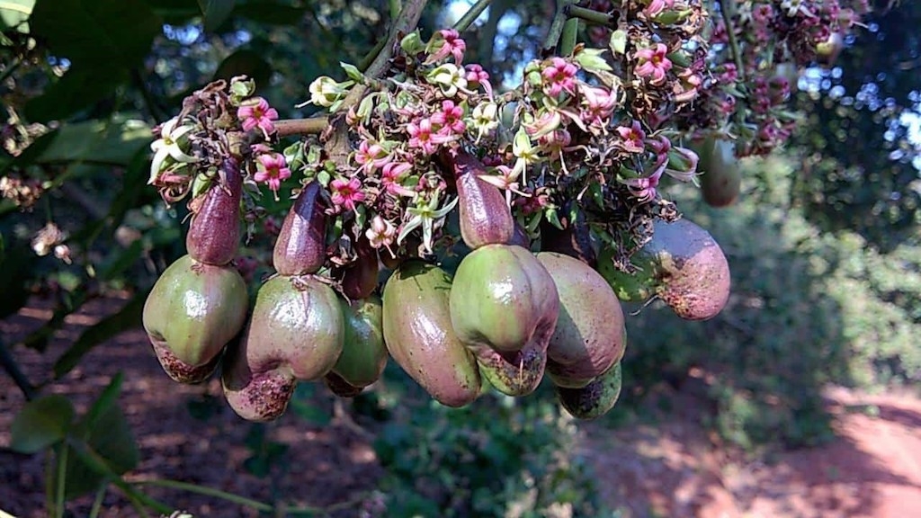 Giống điều tím than giúp cho HTX Hạt điều Thanh An vươn xa.