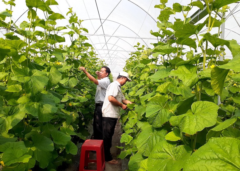 Hoạt động kinh tế hợp tác ở huyện Hớn Quản cần nỗ lực nhiều hơn nữa để là nhân tố quan trọng giúp người dân nơi đây giảm nghèo.