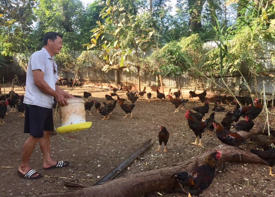 Tham gia HTX chăn nuôi gà giúp thay đổi đời sống nông dân vùng sâu huyện Hớn Quản.