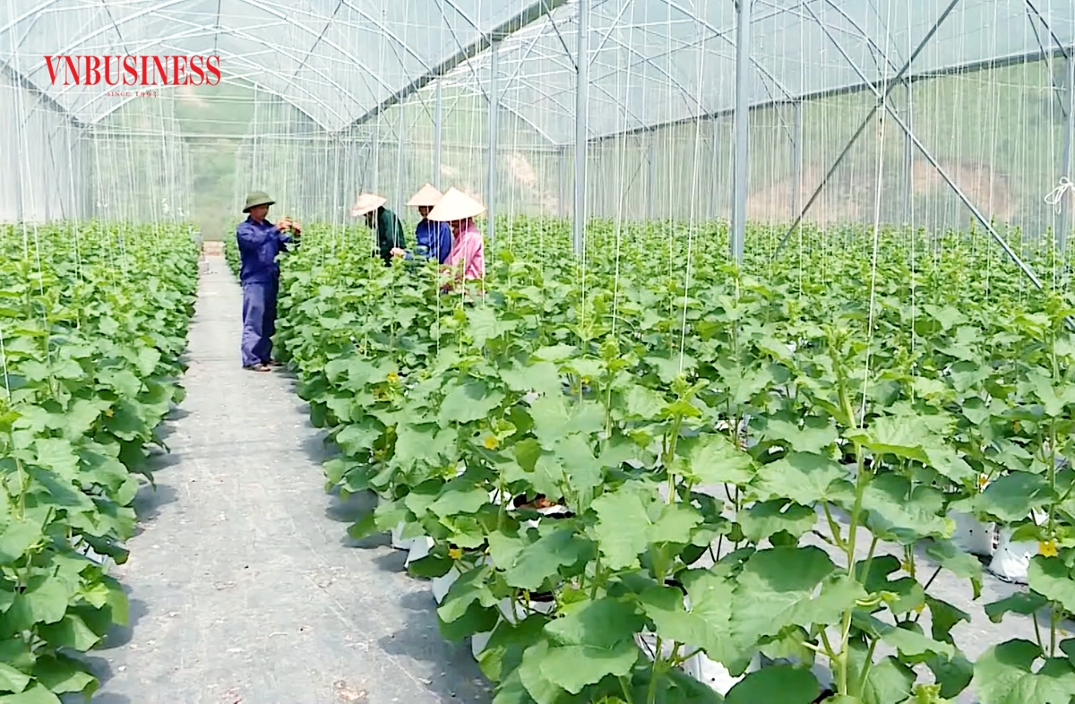 Cần đẩy mạnh liên kết, phát triển chuỗi giá trị để nâng cao thu nhập cho nông dân.