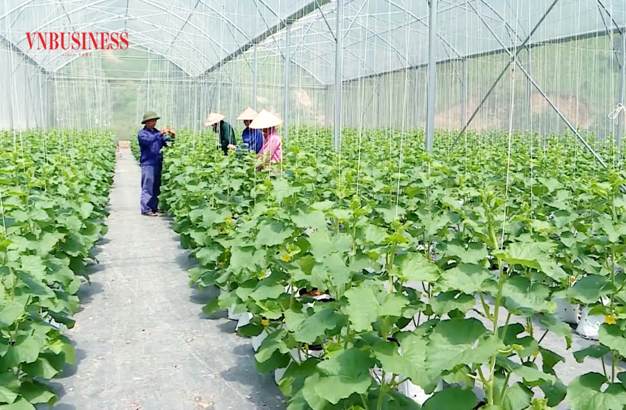 Cần đẩy mạnh liên kết, phát triển chuỗi giá trị để nâng cao thu nhập cho nông dân.