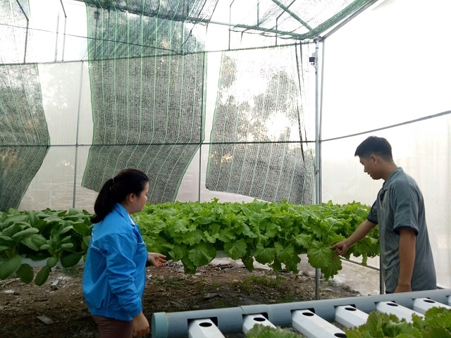 Các HTX đã liên kết với các hộ dân, xây dựng chuỗi giá trị hàng hóa, giúp xóa đói, giảm nghèo.