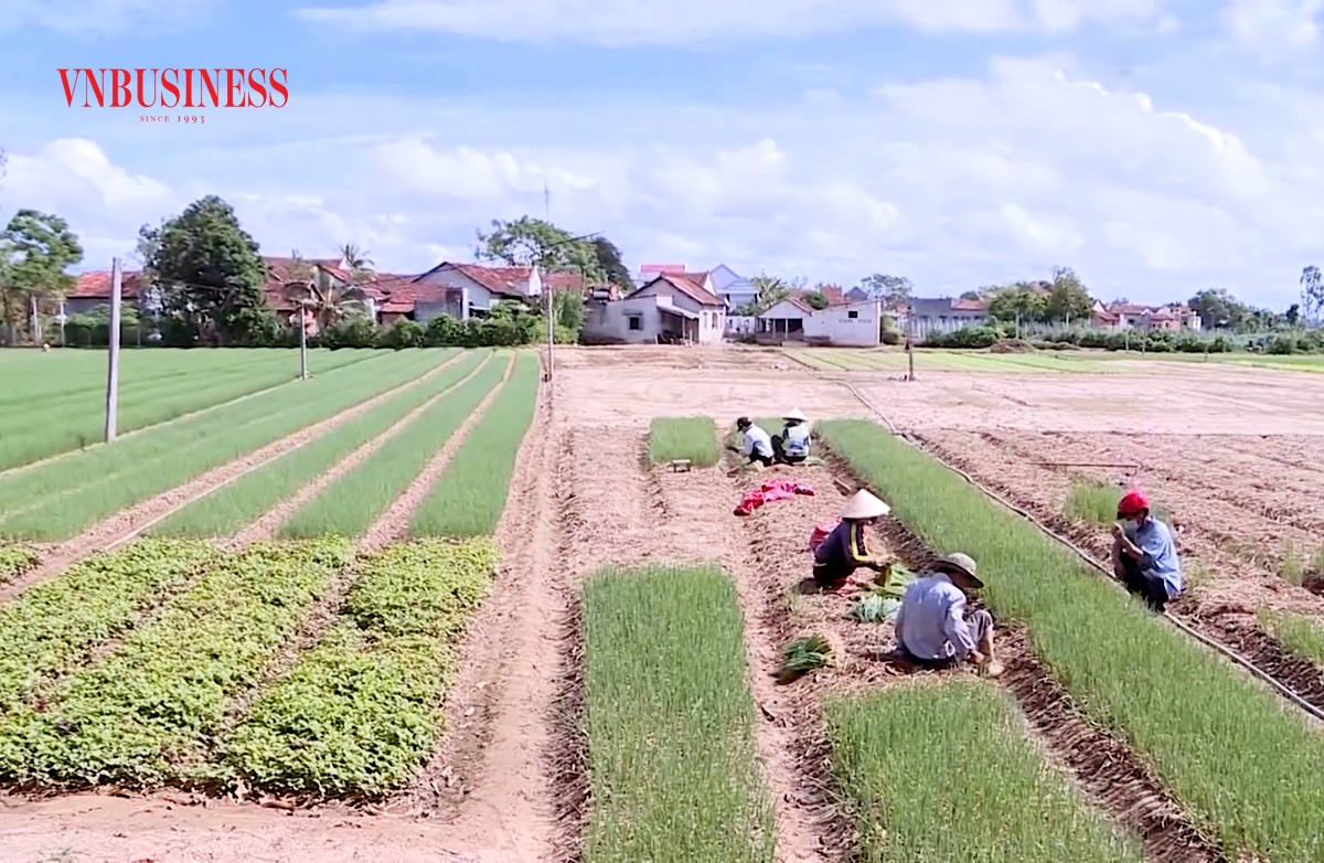 Các HTX tiếp tục được định hướng là điểm tựa xóa đói, giảm nghèo, làm giàu cho nông dân.