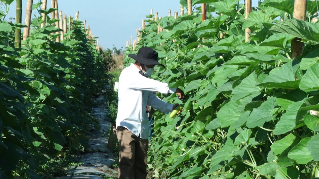 Tham gia trồng rau sạch cùng HTX giúp người dân và bà con giáo dân ở Tân Hiệp nâng cao thu nhập.