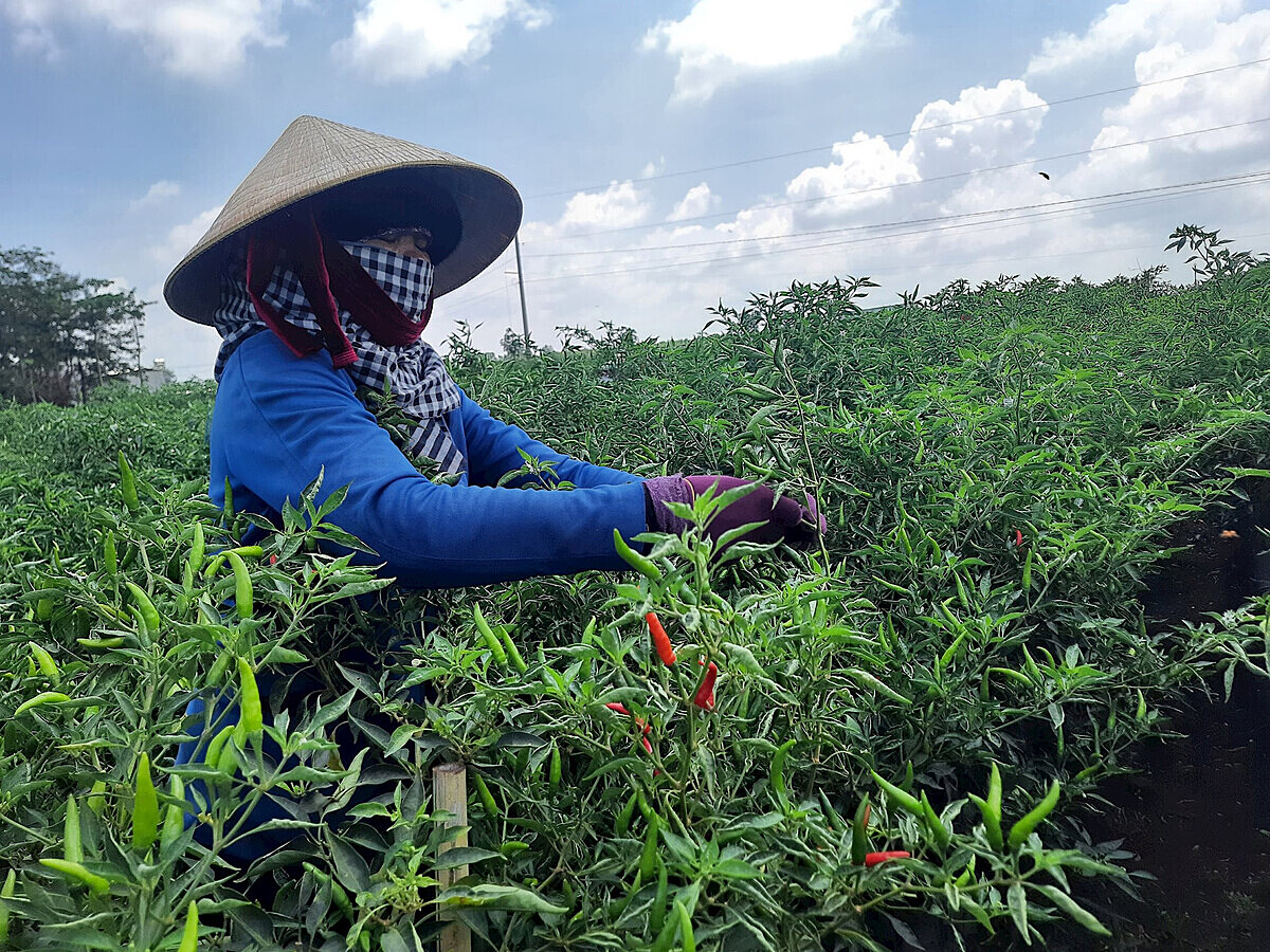 Nhiều HTX đang xuất khẩu ớt bằng hình thức trực tiếp hoặc thông qua doanh nghiệp.