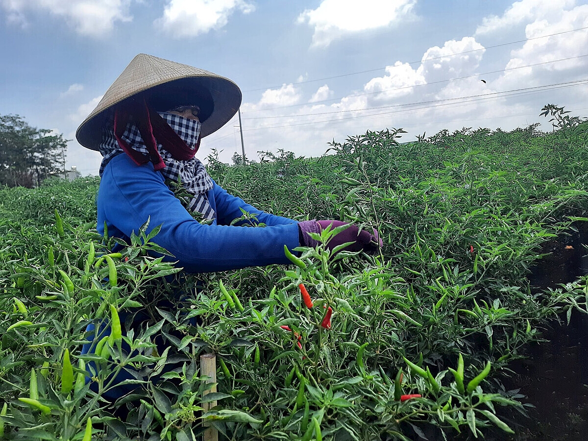 Nhiều HTX đang xuất khẩu ớt bằng hình thức trực tiếp hoặc thông qua doanh nghiệp.