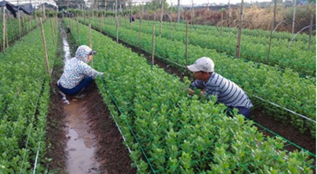 Các HTX ở Hoài Đức đang đặc biệt chú trọng xây dựng các sản phẩm, thương hiệu nông nghiệp chất lượng cao.