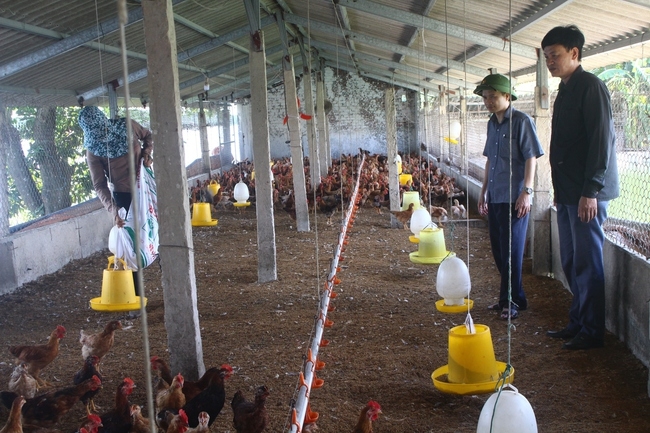 Mô hình chăn nuôi gà tại HTX Nuôi gà lai chọi Gia Lương.