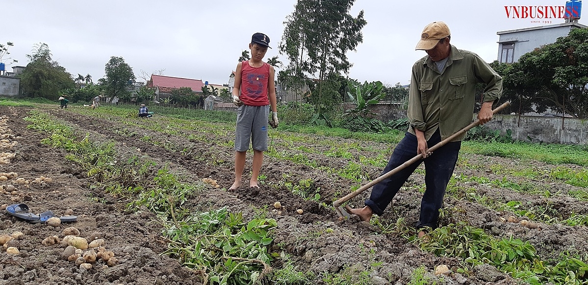 Nhờ chính quyền địa phương, HTX mà diện tích canh tác cây vụ Đông của xã Tiên Minh luôn nằm trong top cao của huyện Tiên Lãng.