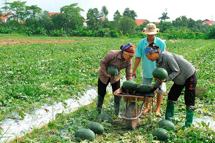Các thành viên THT Trồng dưa hấu &lpar;xã Ngọc Liên, Cẩm Giàng, Hải Dương&rpar; đang thu hoạch dưa hấu.