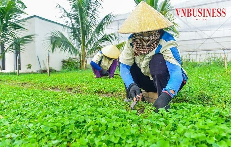 HTX Nông nghiệp Vân Trà &lpar;xã Yên Thắng, tỉnh Ninh Bình&rpar; mạnh dạn đưa mô hình trồng cây rau má vào thay thế cho những diện tích trồng cây rau màu kém hiệu quả, bước đầu cho thấy hiệu quả kinh tế cao.
