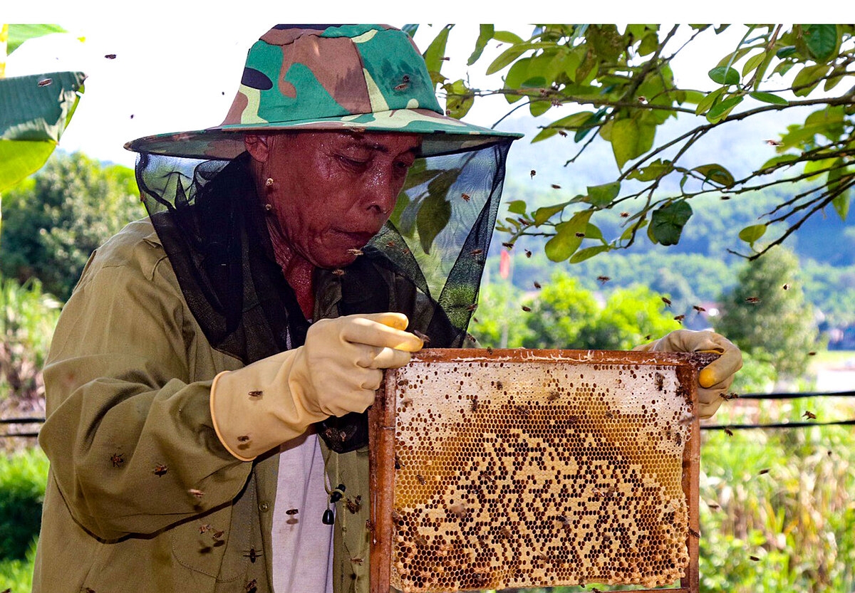 Nuôi ong lấy mật giúp người người dân nâng cao thu nhập và giảm nghèo.