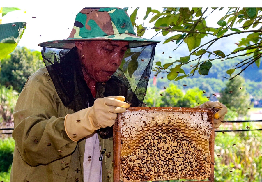 Nuôi ong lấy mật giúp người người dân nâng cao thu nhập và giảm nghèo.
