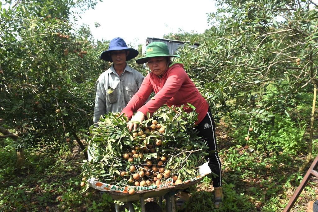HTX nhãn xuồng Lộc An hiện có 15ha/20ha thực hiện canh tác theo tiêu chuẩn VietGAP.