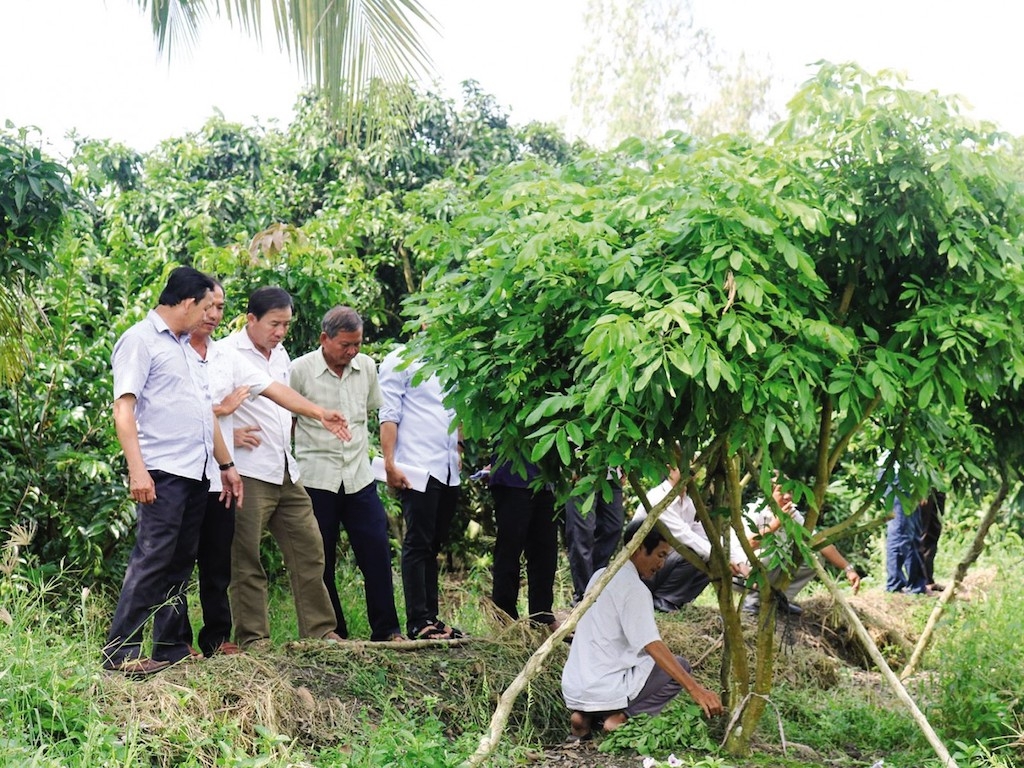 Xã Long Mỹ đang thúc đẩy phát triển kinh tế hợp tác trong lĩnh vực nông nghiệp phù hợp với lợi thế trồng cây ăn trái của địa phương.