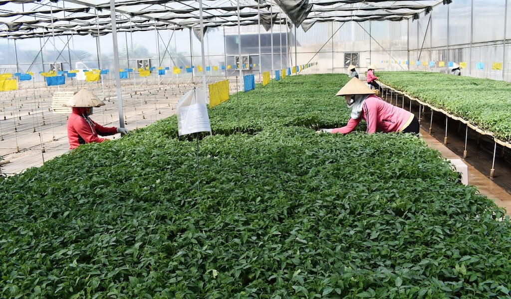 Trong việc chăm lo phát triển kinh tế của bà con giáo dân ở Lạc Xuân cũng ghi nhận vai trò quan trọng của các HTX sản xuất rau sạch.