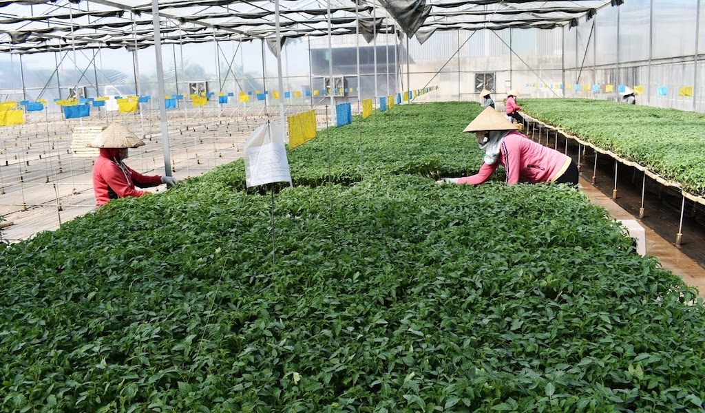 Trong việc chăm lo phát triển kinh tế của bà con giáo dân ở Lạc Xuân cũng ghi nhận vai trò quan trọng của các HTX sản xuất rau sạch.