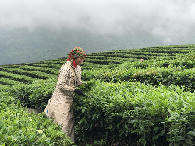 Các HTX phát triển, mở rộng diện tích cây trồng chủ lực nhằm tạo ra sản phẩm hàng hóa, nâng cao đời sống thành viên.