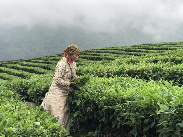 Các HTX phát triển, mở rộng diện tích cây trồng chủ lực nhằm tạo ra sản phẩm hàng hóa, nâng cao đời sống thành viên.