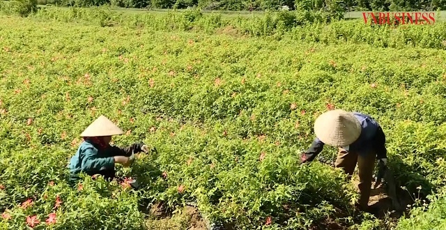 Cánh đồng sâm Bố Chính do HTX Sâm Cúc Phương Bochi làm chủ đang tạo việc làm cho gần 20 lao động tại địa phương.