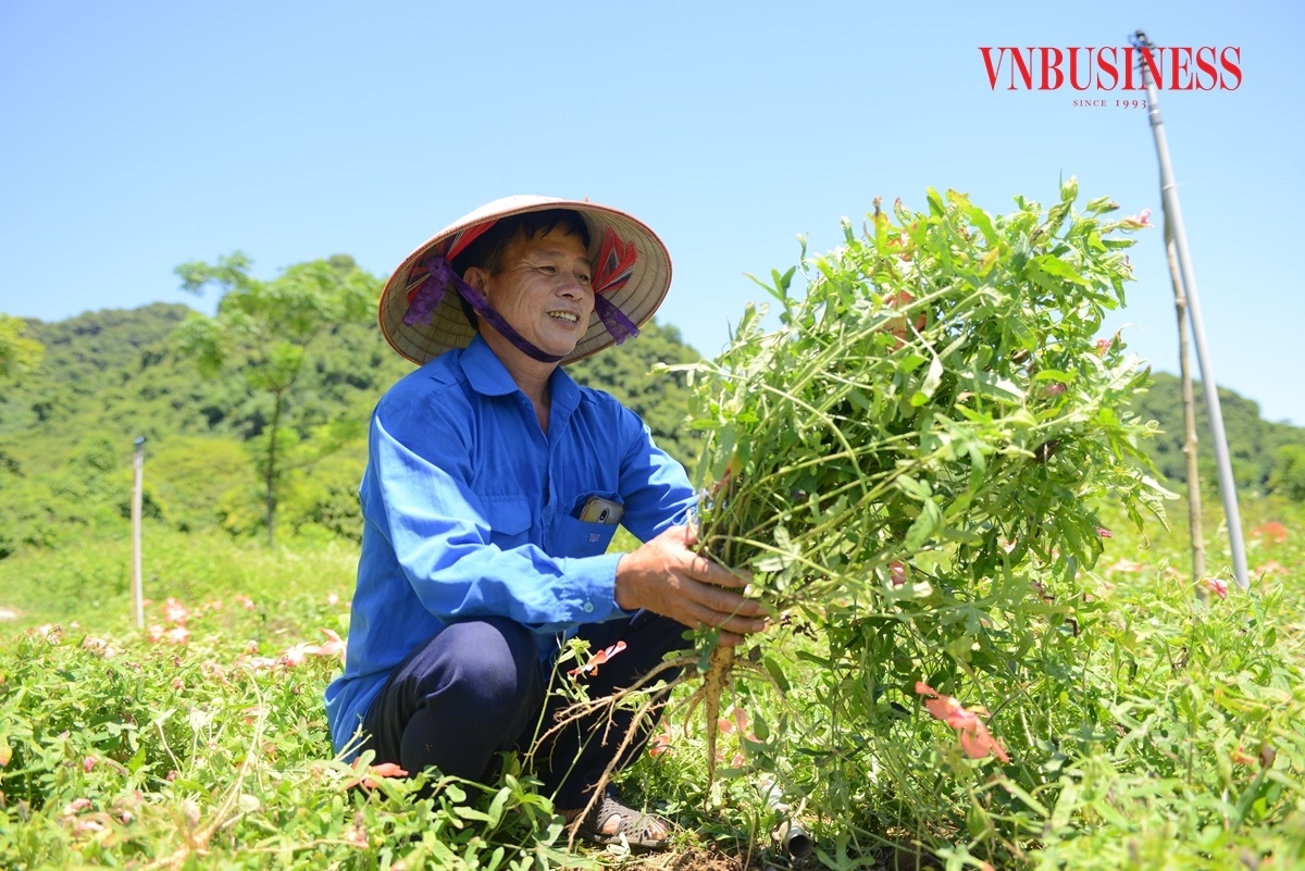 Cây sâm Bố Chính có giá trị kinh tế cao, từ hoa, lá, cành và củ đều có thể chế biến thành các sản phẩm có ích.