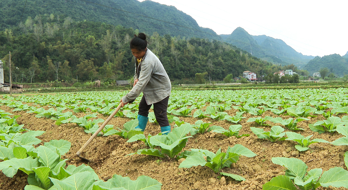 Cây thuốc lá đang mang lại nguồn thu khá cho người dân ở Hà Quảng.