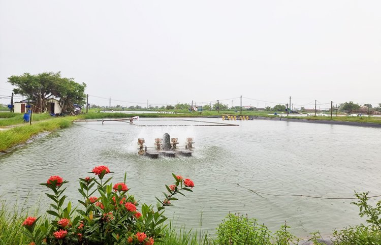 Tổng doanh thu của HTX Nuôi trồng thuỷ sản Xuân Hoà đạt khoảng 25 tỷ đồng mỗi năm.