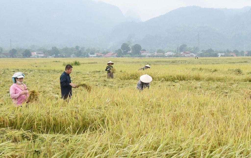 Ở huyện Tây Hòa có những HTX là điểm sáng về sản xuất lúa hữu cơ giúp nâng cao thu nhập cho bà con nông dân.
