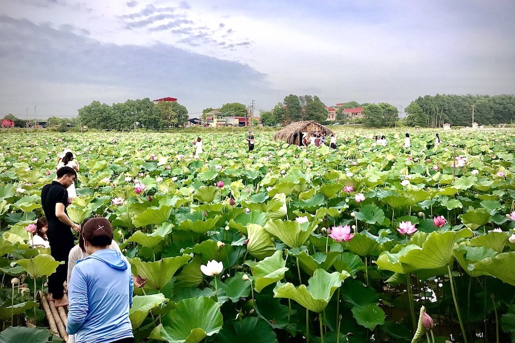 Chính quyền huyện Tây Hòa đang ưu tiên cho các HTX trong phát triển cây sen.