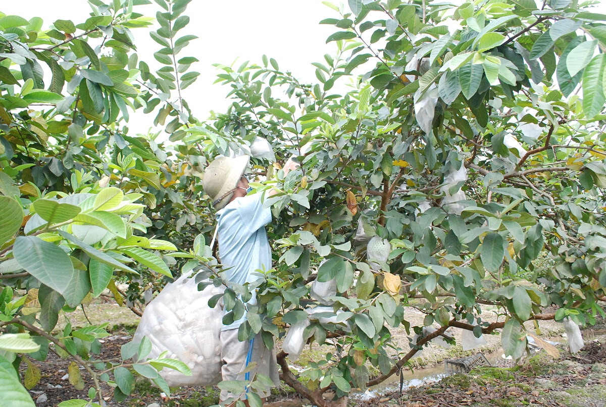 Nhiều người dân đã chuyển đổi sản xuất, có cuộc sống ổn định sau khi được đào tạo nghề.