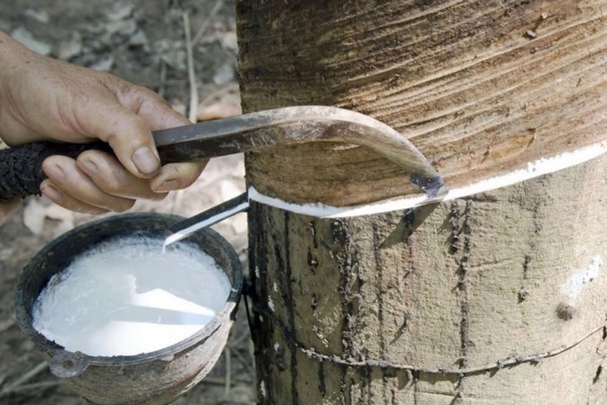 Trung Quốc chi hơn 1 tỷ USD để mua cao su của Việt Nam trong 7 tháng năm 2023.