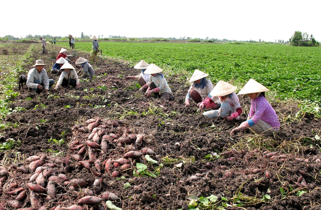 HTX dịch vụ Nông nghiệp Tịnh Thọ đã khích lệ tinh thần đổi mới tư duy sản xuất tiến bộ cho nông dân địa phương.