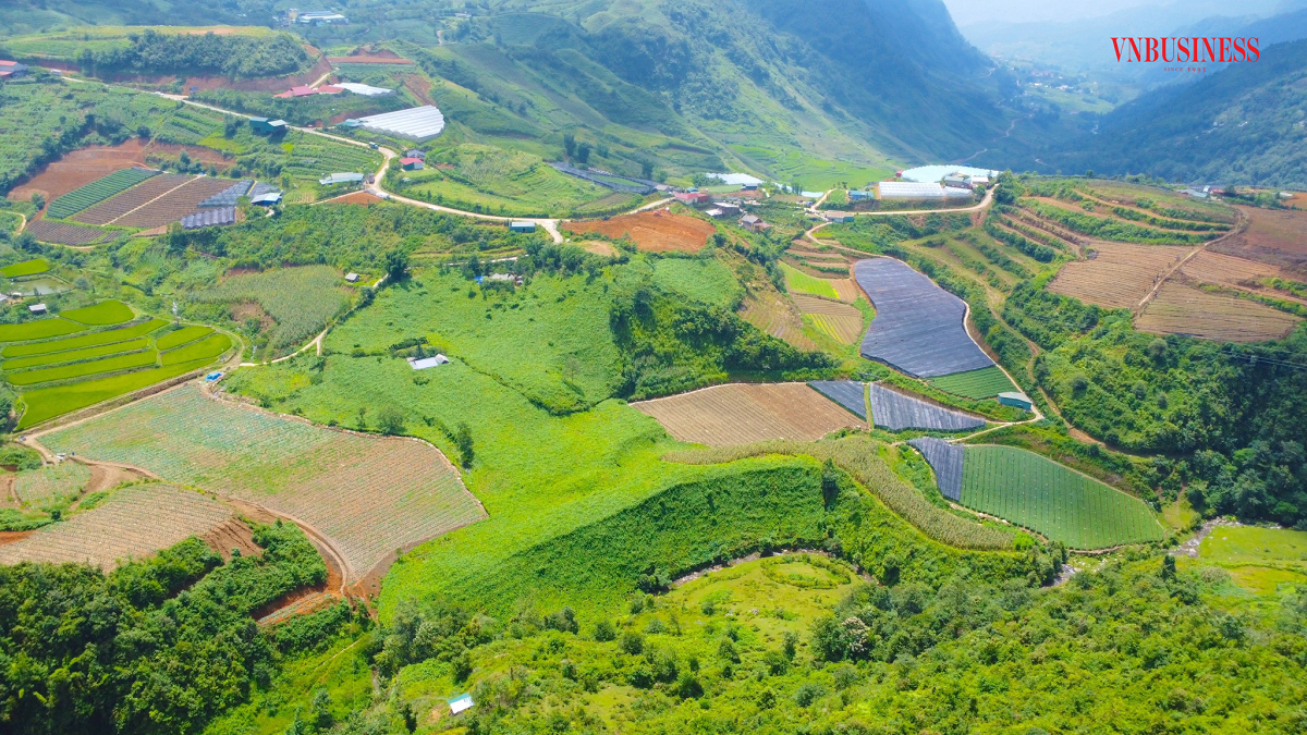 Người dân bản địa trồng su su dọc theo sườn núi và bắc giàn theo địa hình của núi.