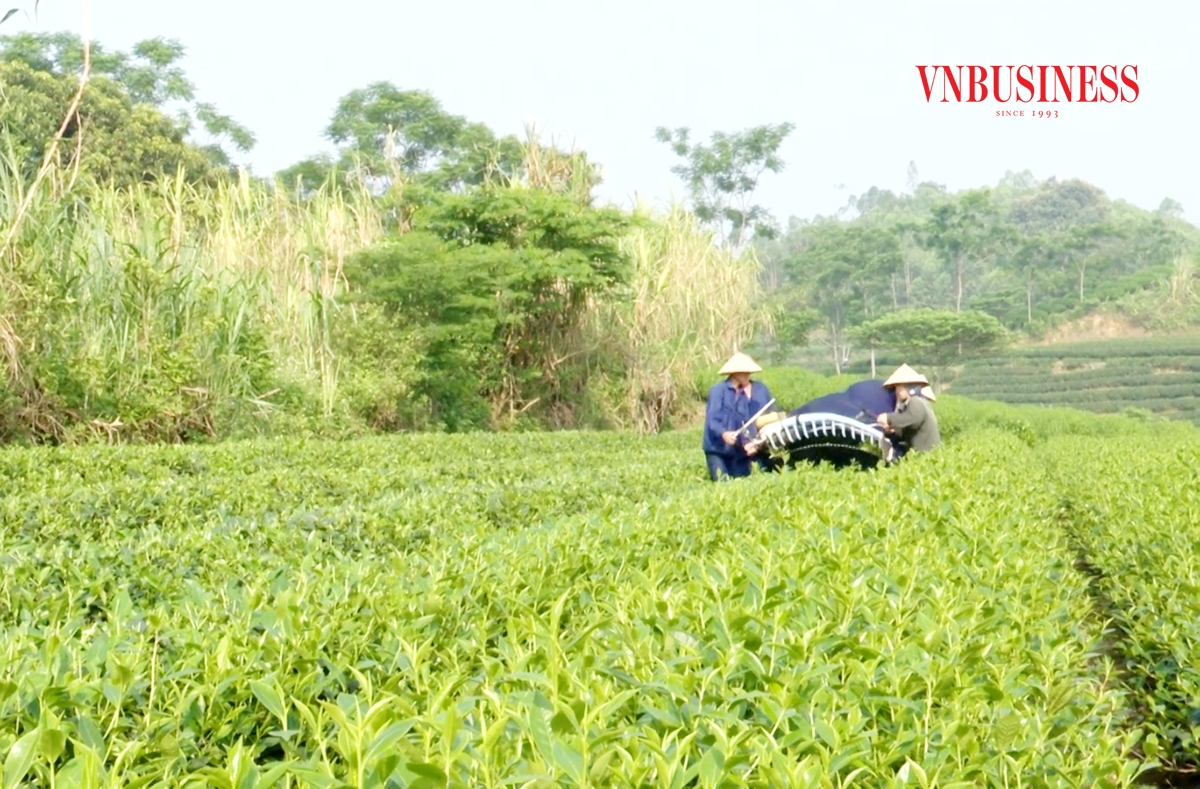Yên Sơn dự kiến thúc đẩy các cây trồng thế mạnh để xóa đói giảm nghèo, làm giàu cho người dân.