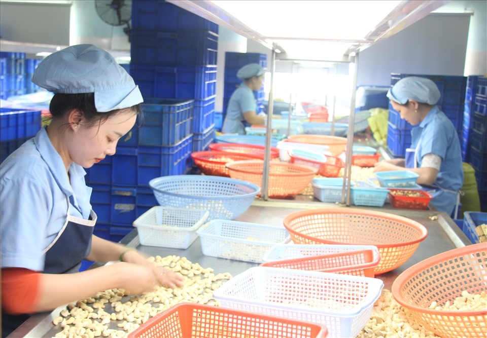 Hạt điều sản xuất trong nước chỉ đáp ứng 20-30% nguyên liệu cho chế biến xuất khẩu.