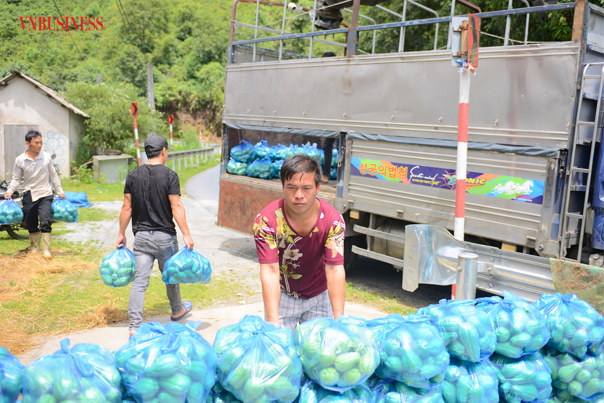 Su su Sa Pa được cung cấp cho các siêu thị, chợ đầu mối, bếp ăn trường học, bệnh viện, khu công nghiệp,… ở nhiều tỉnh thành trên cả nước.