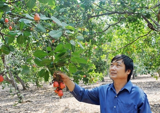 Các tín hữu Tin lành đã tạo được những bước chuyển tích cực, hình thành nhiều vùng sản xuất hàng hóa chuyên canh tập trung, góp phần nâng cao thu nhập.