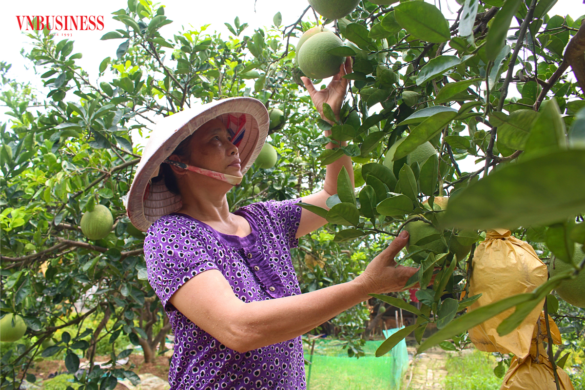 Chuyển đổi canh tác sang trồng bưởi giúp nhiều hộ thành viên HTX Dịch vụ Nông nghiệp Tổng hợp xã Uy Nỗ có thu nhập cả trăm triệu mỗi năm.